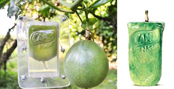 Ένα διαφανές κάλυμμα τοποθετείται γύρο από το φρούτο... Φυσικά κουτιά για χυμούς!