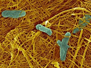 Ηλεκτρική ενέργεια από ιούς