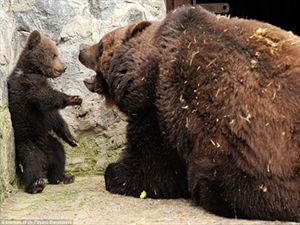 Όταν η μαμά αρκούδα μαλώνει...