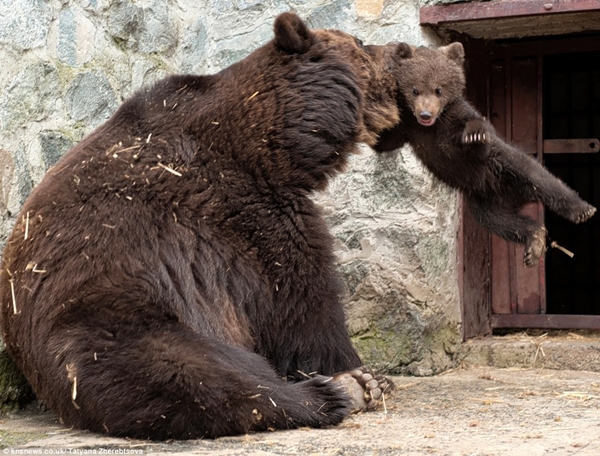 Όταν η μαμά αρκούδα μαλώνει και συγχωρεί!