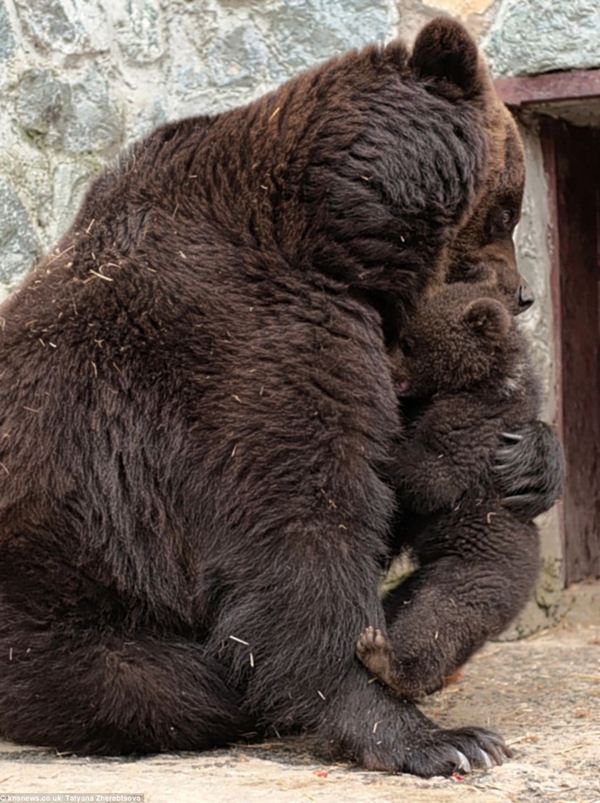 Όταν η μαμά αρκούδα μαλώνει και συγχωρεί!