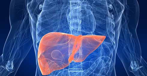 Μικρογραφία ήπατος