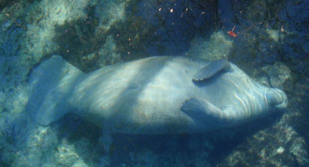 Θαλάσσιος ελέφαντας