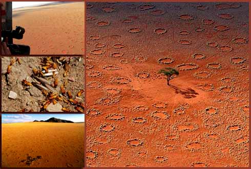 Οι τερμίτες Psammotermes allocerus φτιάχνουν τις «οάσεις» στην έρημο Έρημος