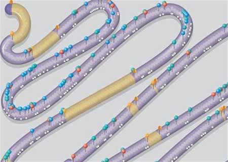 Το πρώτο συνθετικό χρωμόσωμα